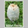 Schopf-Tintling.jpg